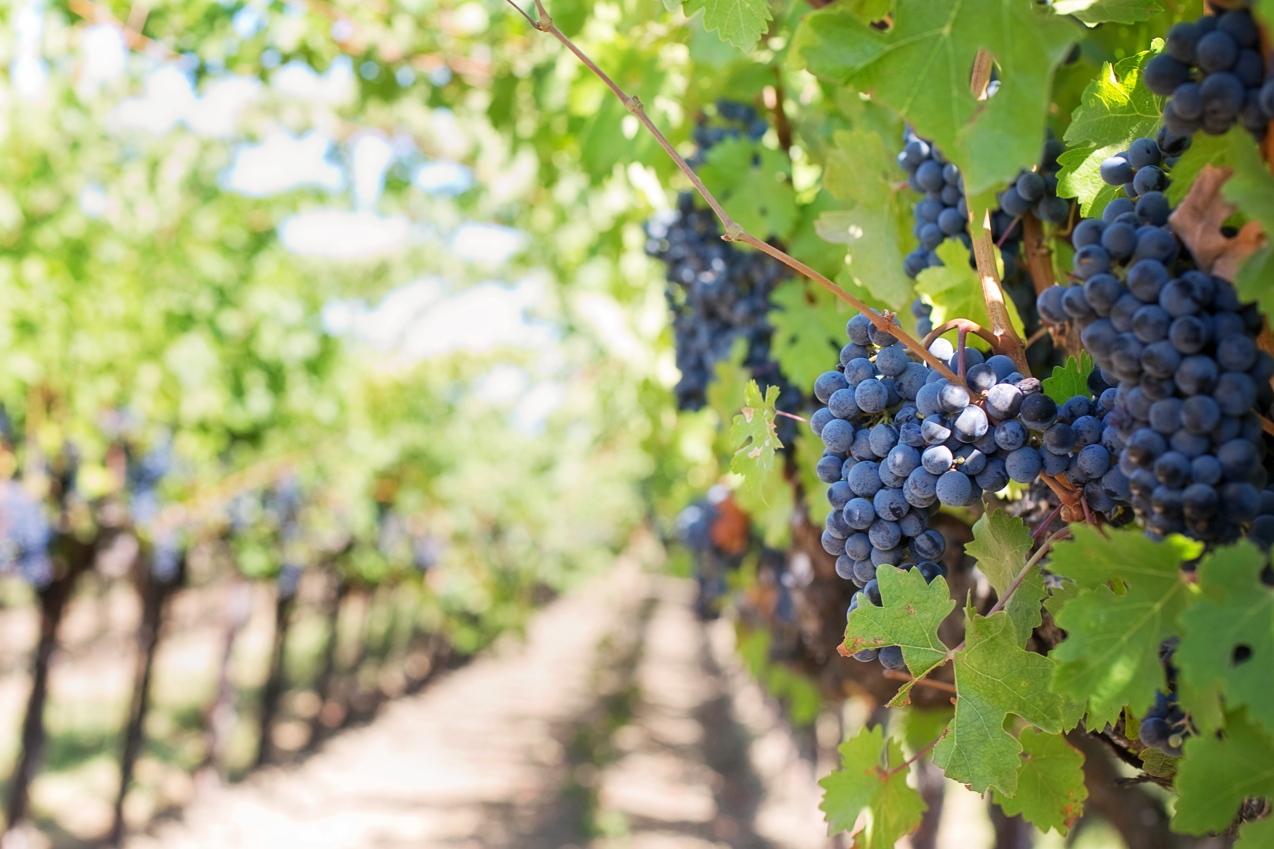 Imágenes satelitales dan pistas para mejorar la calidad del vino